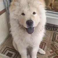 سگ چاو چاو