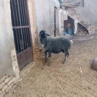 قوچ شال درجه 1