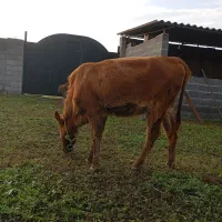 لیشه دستور پابلند یک ماه تخم خورده|حیوانات مزرعه|فومن, |دیوار