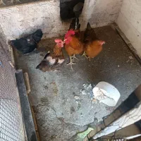 مرغ و خروس