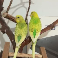 مرغ عشق رینبو