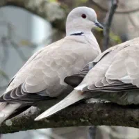 با سلام چند کبوتر