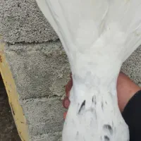 کبوتر هفترنگ دم سفید ماده یا سرور دم سفید