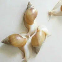 حلزون آلبینو معجزه پوست