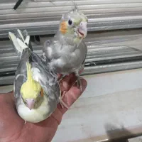 جوجه عروس