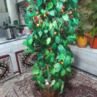 گل مصنوعی|گل مصنوعی|شیراز, پودنک|دیوار