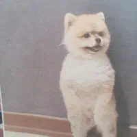 گمشده