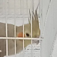 عروس هلندی ماده تخم گذار|پرنده|رشت, معلولین|دیوار