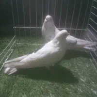 کبوتر زیبا|پرنده|ساری, |دیوار