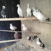 گرفتنی جوجه و کهنه12تا