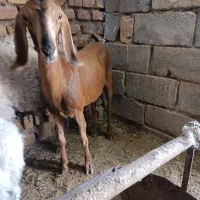 بز دورگ آلپاین ارزون