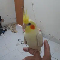 عروس هلندی لوتینو ۳ ماهه