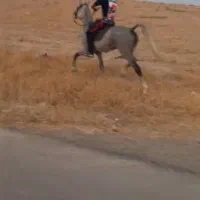اسب نریان عرب مسری