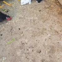 فروش خرگوش|موش و خرگوش|بندر گناوه, |دیوار