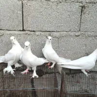 دو جفت کبوتر لوتی