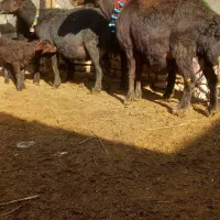 ۳راس میش غزل افشار زاید