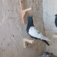 کفتر سینه سیاه