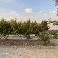 فروش-500متر-باغچه-در-باغستان-شهریار-دهشادپایین