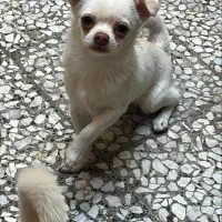 شیواوا توله|سگ|بابل, |دیوار