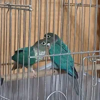 یه جفت گرنیچیک تراکوییس