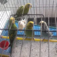 مرغ عشق جوان،۶ماهه