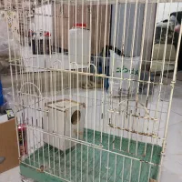 قفس بزرگ‌