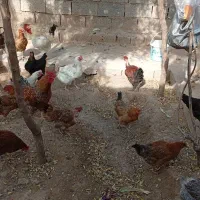 مرغ خانگی|حیوانات مزرعه|مشهد, مقصود آباد|دیوار