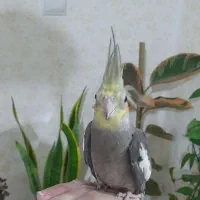 عروس هلندی نر