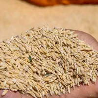 جو،گندم درجه یک مخصوص دام