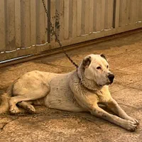 سگ الابای|سگ|تهران, شهرک استقلال|دیوار