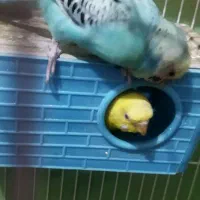 مرغ عشق|پرنده|گلبهار, شهر جدید گلبهار|دیوار