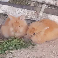 خرگوش لوپ طلایی جفت