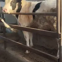 گوساله چاق سرک دار