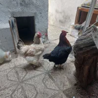 مرغ تخم گذار جوان