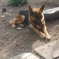 سگ ژرمن بالغ نگهبان