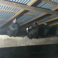 تخم نطفه دار استرالوپ استرالیایی وجوجه استرالوپ|حیوانات مزرعه|کلاچای, |دیوار