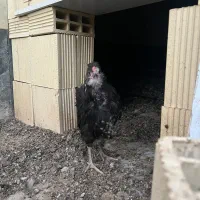 نیمچه گلین ۳ماه