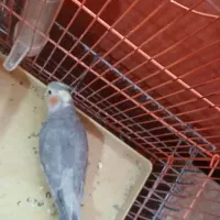 عروس هلندی 11ماهه
