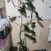 فروش گل و گلدان