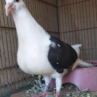 جوجه دوکت سیاه آلمانی