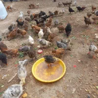 جوجه گلپایگانی