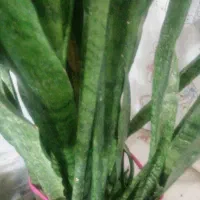 باغ فروشی. تقاب. معصوم آباد