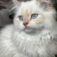 گربه پرشین نر برای جفت انداختن