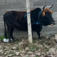 کاو چالوسی ۸ ماه شکم با برگه معاینه فروشی|حیوانات مزرعه|سنگر, |دیوار