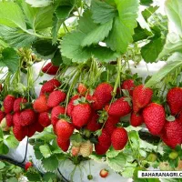 توت فرنگی برای مربا