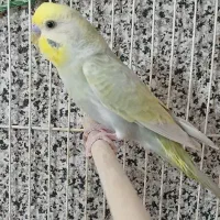 مرغ عشق رینبو