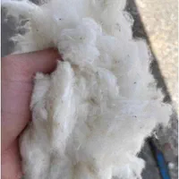 پنبه