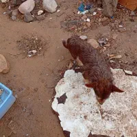 سه عدد پا کوتاه دوتا نر یکی ماده