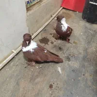 ککیلی نروماده