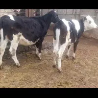 سه راس گوساله نر و ماده